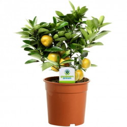 Citrus Calamondin